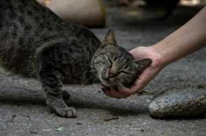野良猫でも愛してくれますか　レビュー